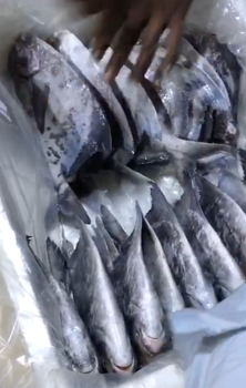 Frozen Chinese Pomfret Fish Condition Frozen Packaging Standard seafood export packing Processing Whole fish, cleaned and packed - Kibet Trading International - Kenya